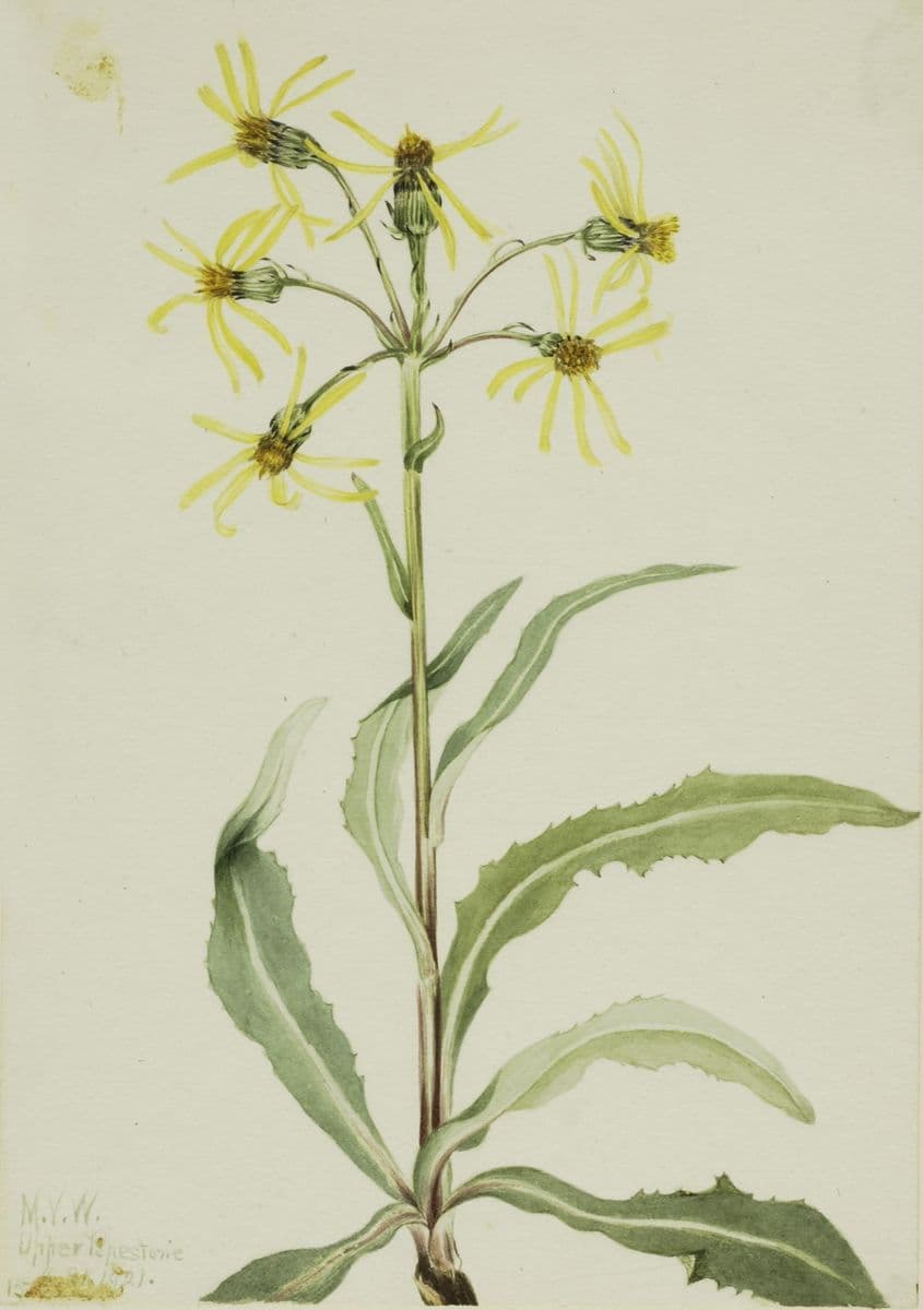Mourning Groundsel (Senecio lugens) — Mary Vaux Walcott