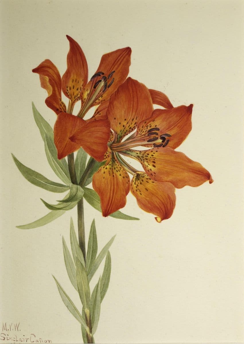 Red Lily (Lilium montanum) — Mary Vaux Walcott