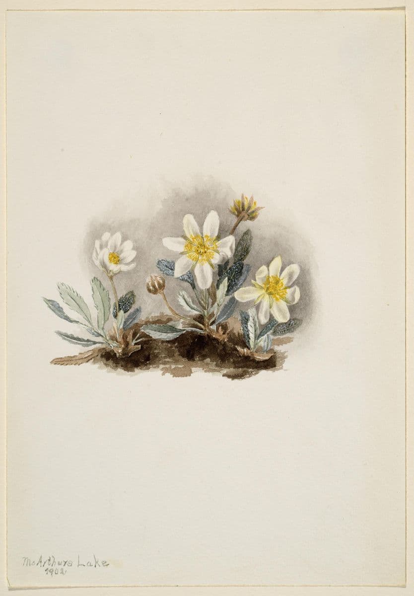White Dryad (Dryas octopetala) — Mary Vaux Walcott