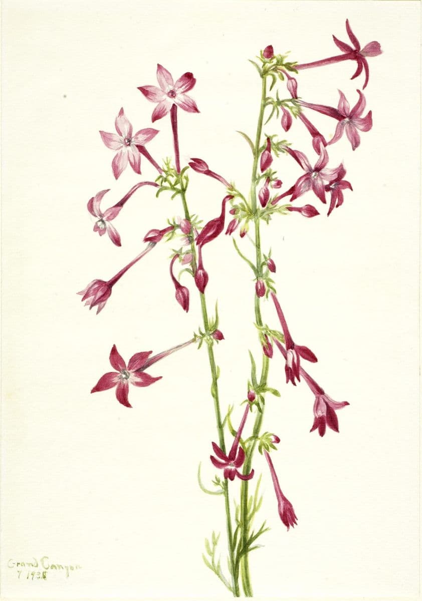 Scarlet Gilia (Gilia aggregata) — Mary Vaux Walcott