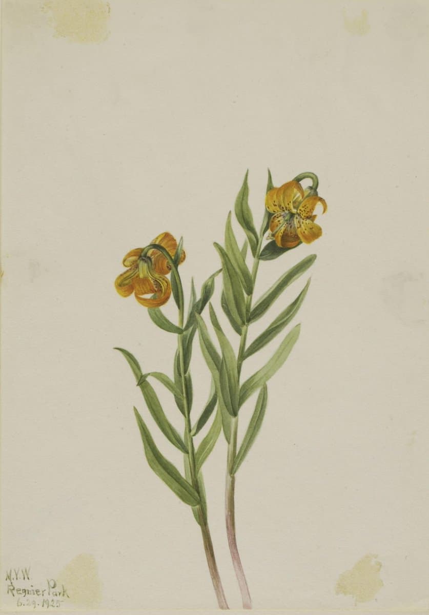 Columbia Lily (Lilium columbianum) — Mary Vaux Walcott