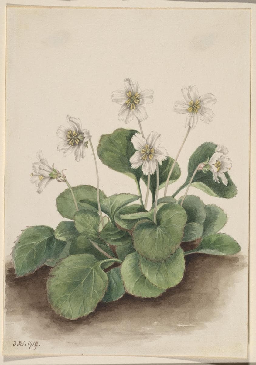 Oconee-Bells (Shortia galacifolia) — Mary Vaux Walcott