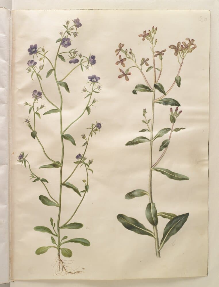 Legousia speculum-veneris (ægte venusspejl); Hesperis tristis (natviol) — Hans Simon Holtzbecker