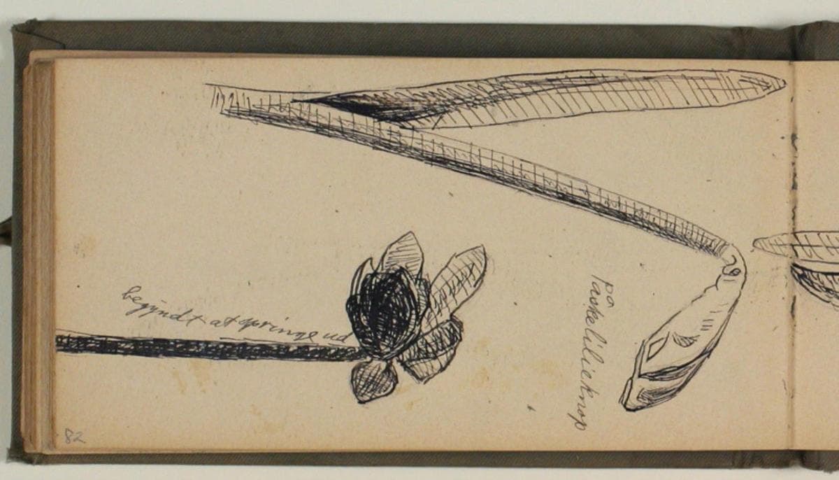 Studier af blomster, bl.a. påskelilje, med artsangivelser — Niels Larsen Stevns