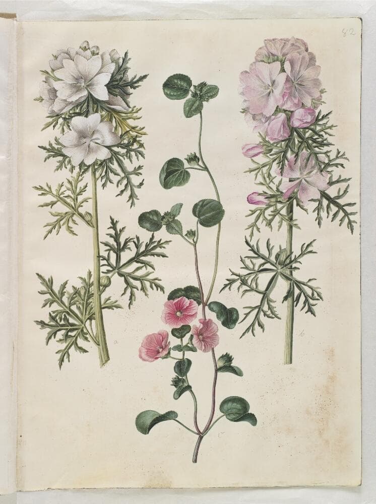 Malva moschata (moskus-katost); Malva eller Malope (art af katost eller malope) — Hans Simon Holtzbecker