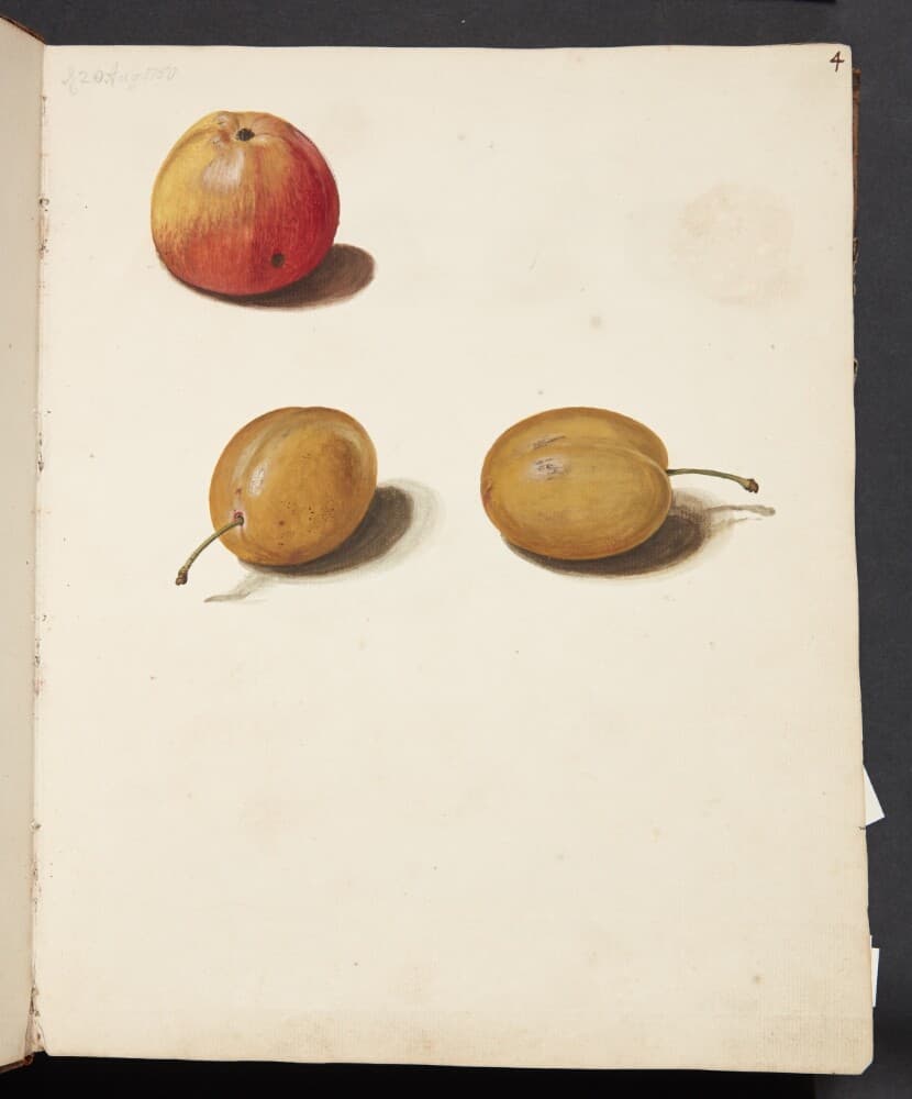 Studie af æble og blommer — Johanna Fosie