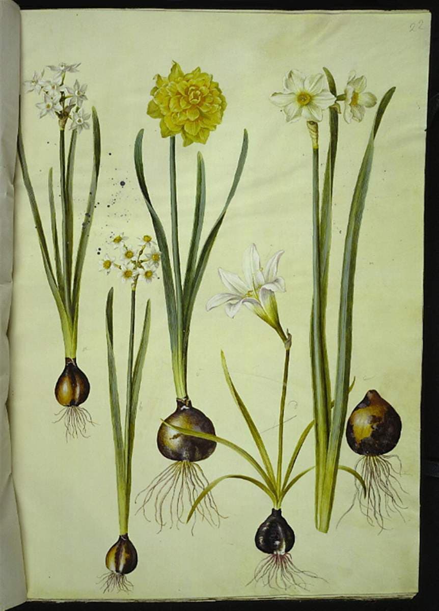 Narcissus tazetta (tazet); Narcissus pseudonarcissus (påskelilje); Zephyranthes atamasca (zefyrblomst); Narcissus ? ×incomparabilis (have-narcis) — Hans Simon Holtzbecker