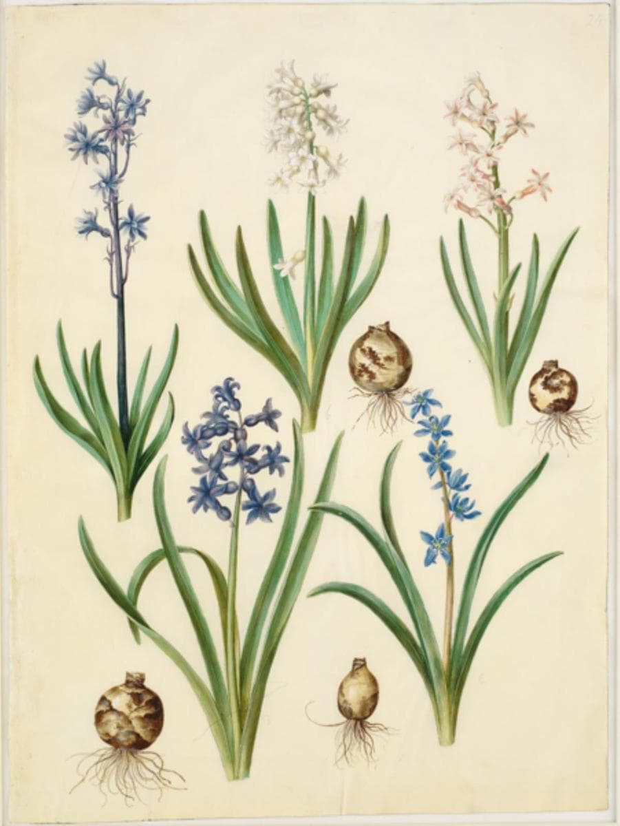 Hyacinthus orientalis (almindelig hyacint); Scilla amoena (himmelblå skilla) — Hans Simon Holtzbecker