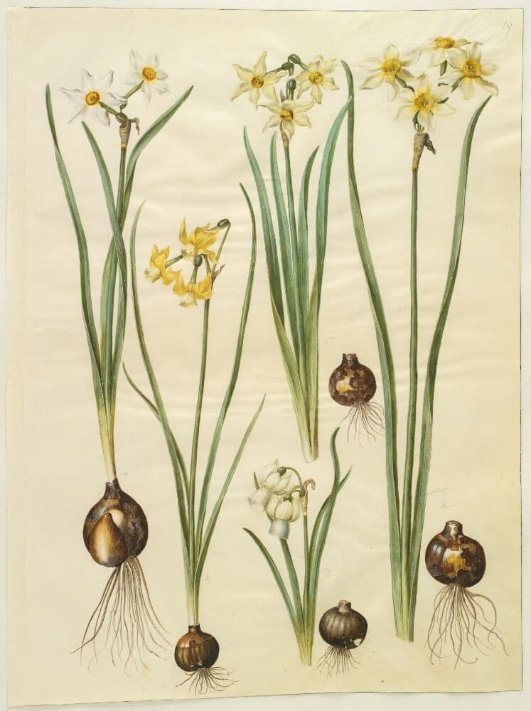 Narcissus poeticus (pinselilje); Narcissus triandrus (orkide-narcis); Narcissus ×medioluteus (toblomstret narcis) — Hans Simon Holtzbecker