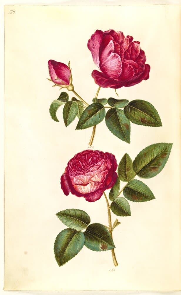 Rosa gallica (apoteker-rose); Rosa (?) (rose) — Hans Simon Holtzbecker