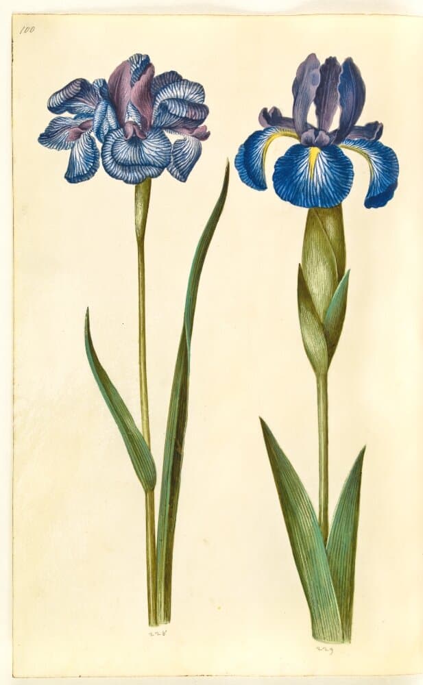 Iris sibirica (sibirisk iris); Iris latifolia (engelsk iris) — Hans Simon Holtzbecker