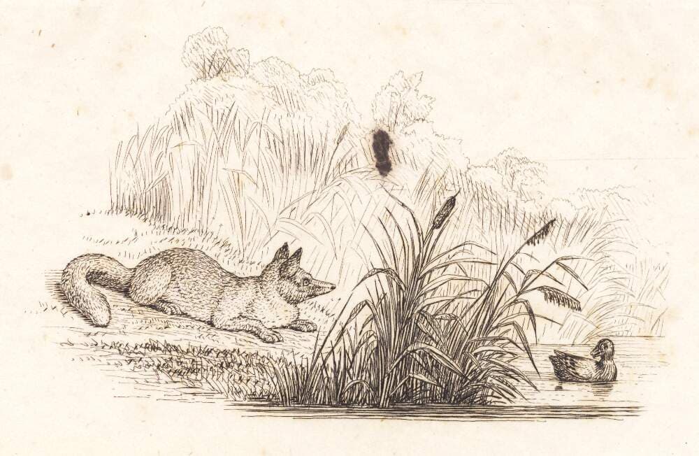 Illustration til "Halvhundrede Fabler for Børn" af Hey — Martinus Rørbye