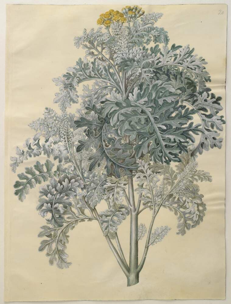 Jacobaea maritima (gråblad) — Hans Simon Holtzbecker