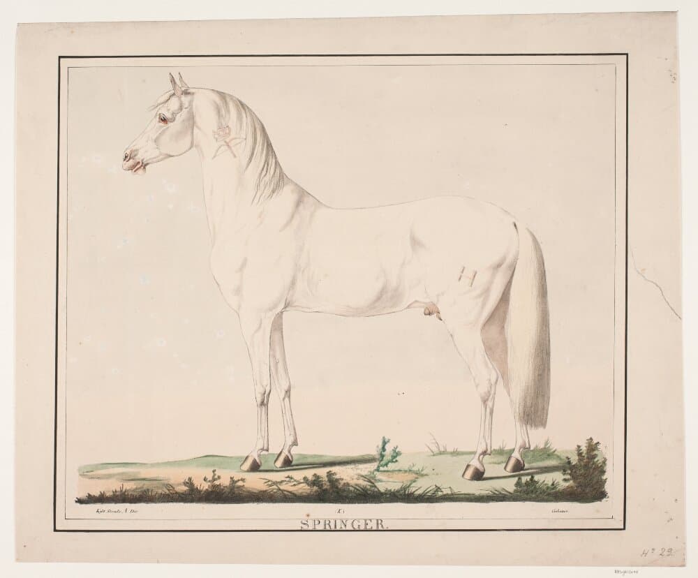Hesten Springer — Christian David Gebauer