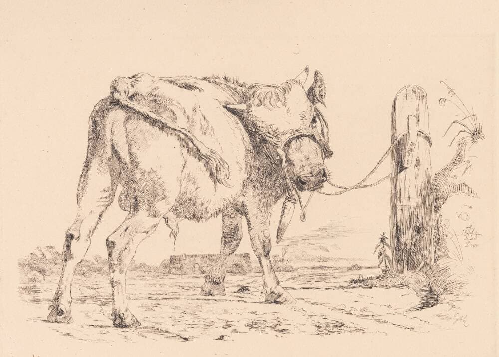 En tyrekalv bundet til en ledstolpe — Johan Thomas Lundbye