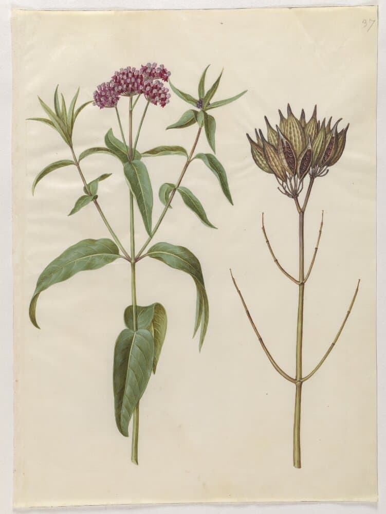 Asclepias incarnata (rosen-silkeplante) — Hans Simon Holtzbecker