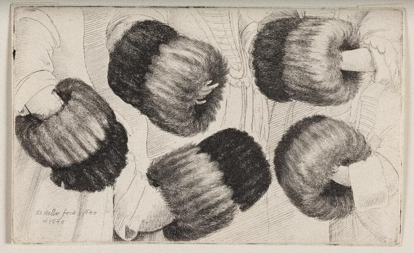 En muffe set på fem forskellige måder — Wenceslaus Hollar