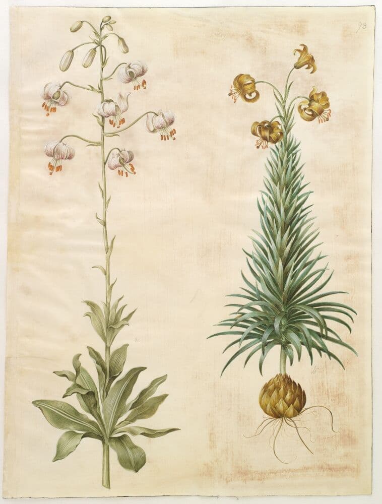 Lilium martagon (krans-lilje); Lilium pyrenaicum (pyrenæisk lilje) — Hans Simon Holtzbecker