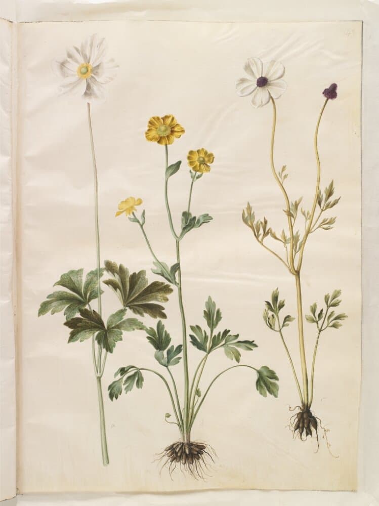 Anemone sylvestris (sommer-anemone); Ranunculus monspeliacus (silke-ranunkel); Ranunculus asiaticus (have-ranunkel) — Hans Simon Holtzbecker