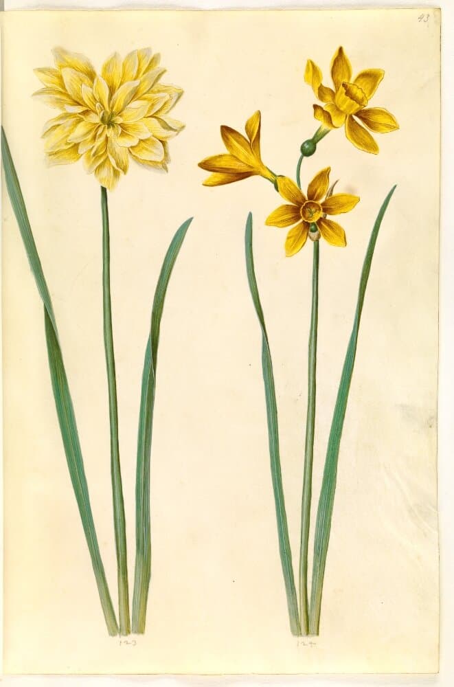 Narcissus pseudonarcissus (påskelilje); Narcissus tazetta aureus (guld-tazet) — Hans Simon Holtzbecker