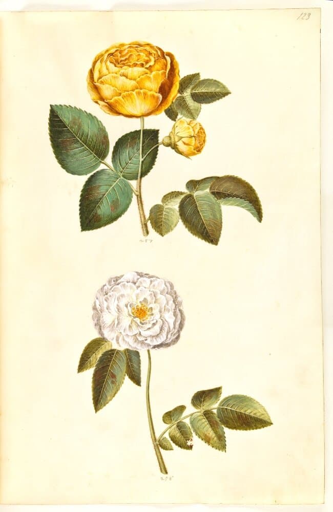 Rosa hemisphaerica (svovlgul rose); Rosa ×alba (hvid rose) — Hans Simon Holtzbecker