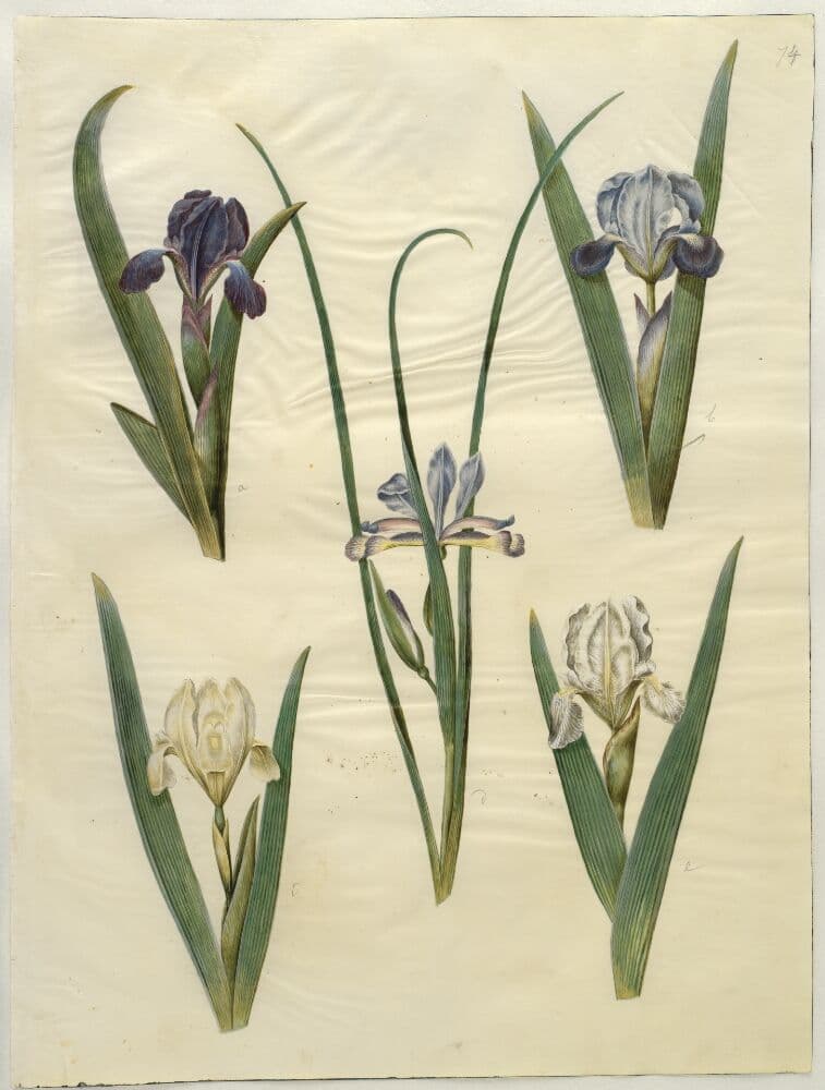 Iris pumila (lav iris) eller Iris lutescens (dværg-iris); Iris graminea (græsbladet iris) — Hans Simon Holtzbecker