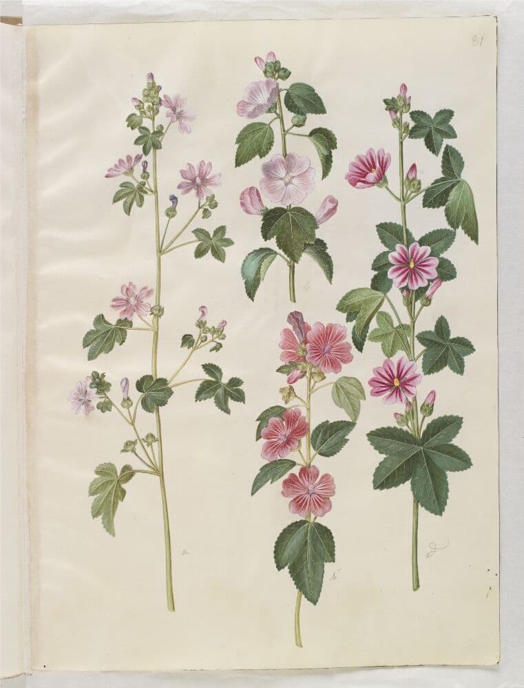 Malva sylvestris (almindelig katost); Lavatera thuringiaca (tysk poppelrose) — Hans Simon Holtzbecker