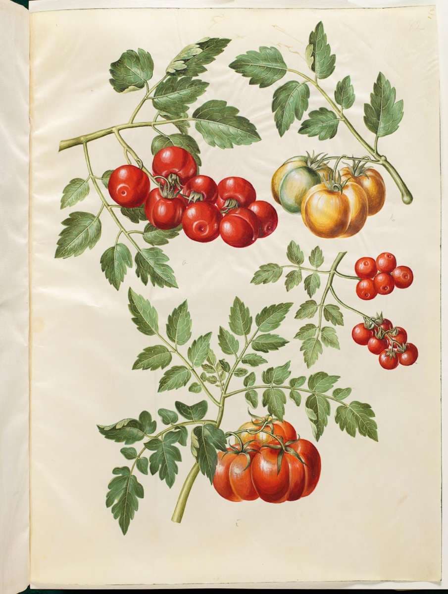 Solanum lycopersicum L. (almindelig tomat ) — Hans Simon Holtzbecker