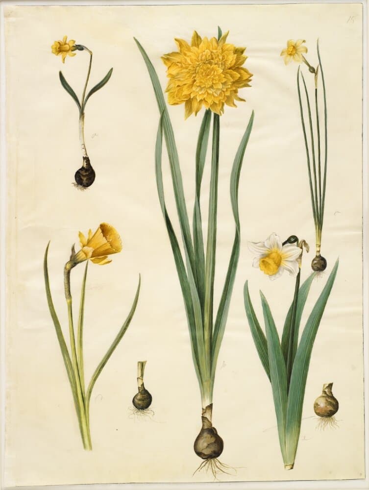 Narcissus pseudonarcissus minor; Narcissus pseudonarcissus (påskelilje); Narcissus ×tenuior; Narcissus bulbocodium (krinoline-narcis); Narcissus pseudonarcissus bicolor (tofarvet påskelilje) — Hans Simon Holtzbecker