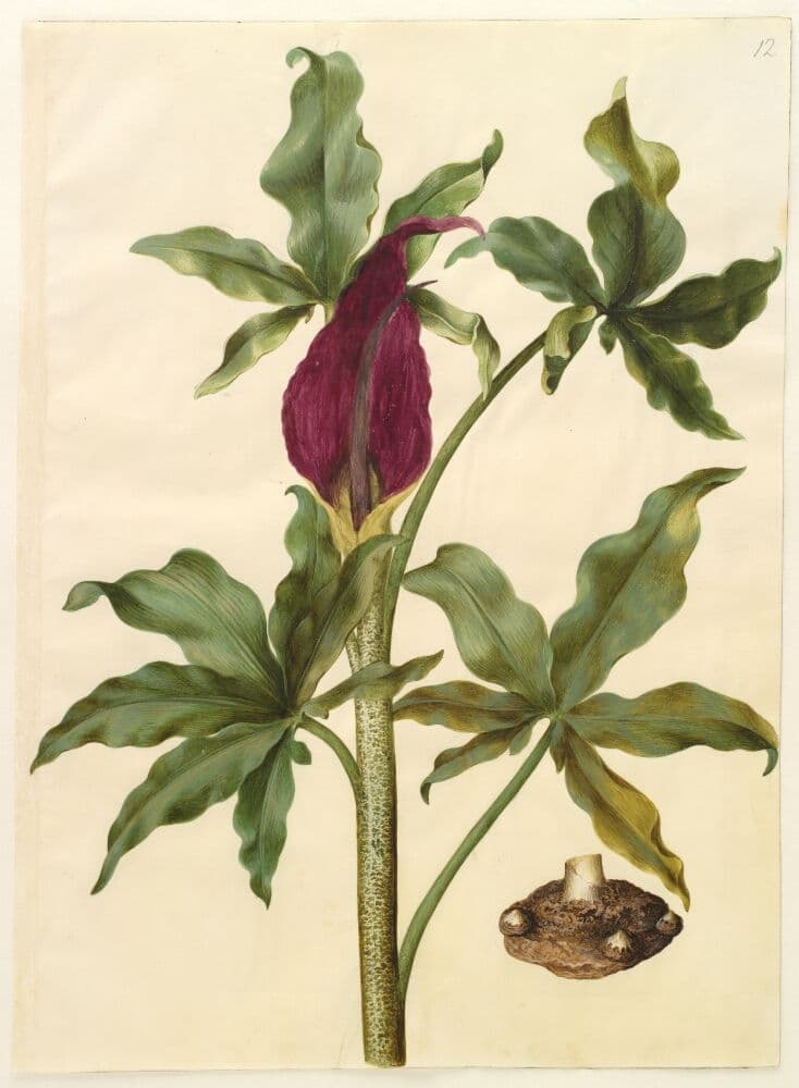 Dracunculus vulgaris (almindelig dragerod) — Hans Simon Holtzbecker