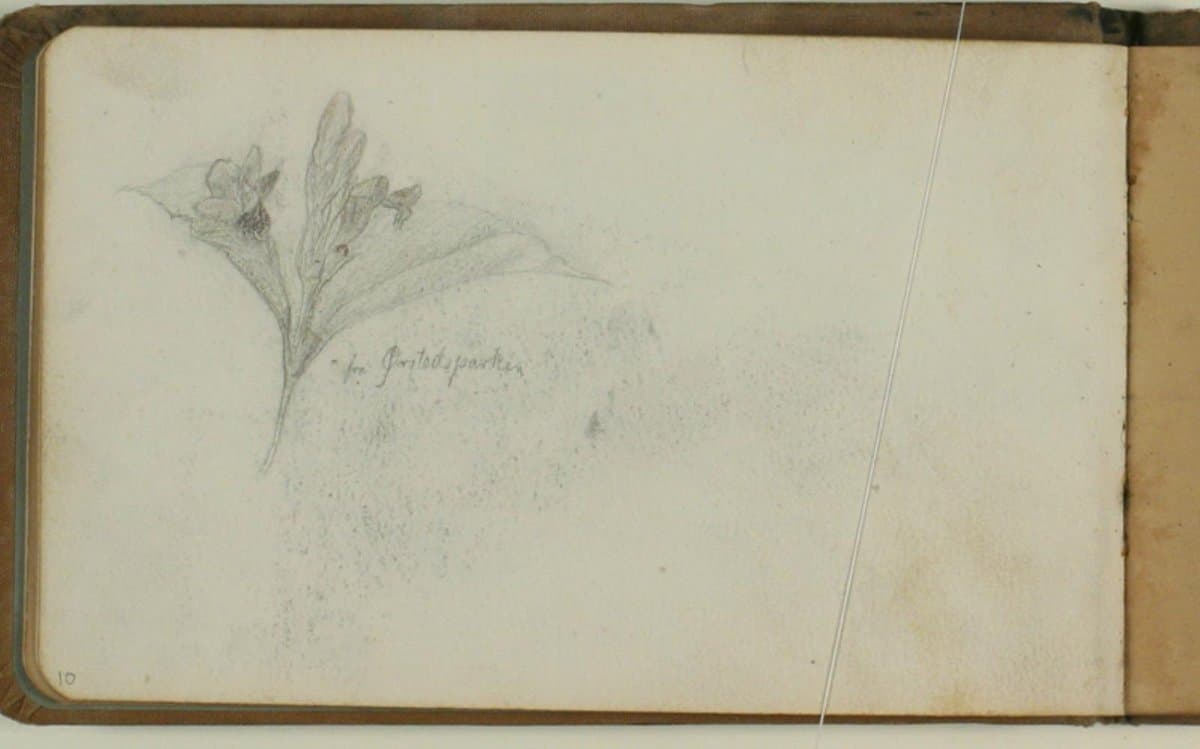Blomsterstudie — Niels Larsen Stevns