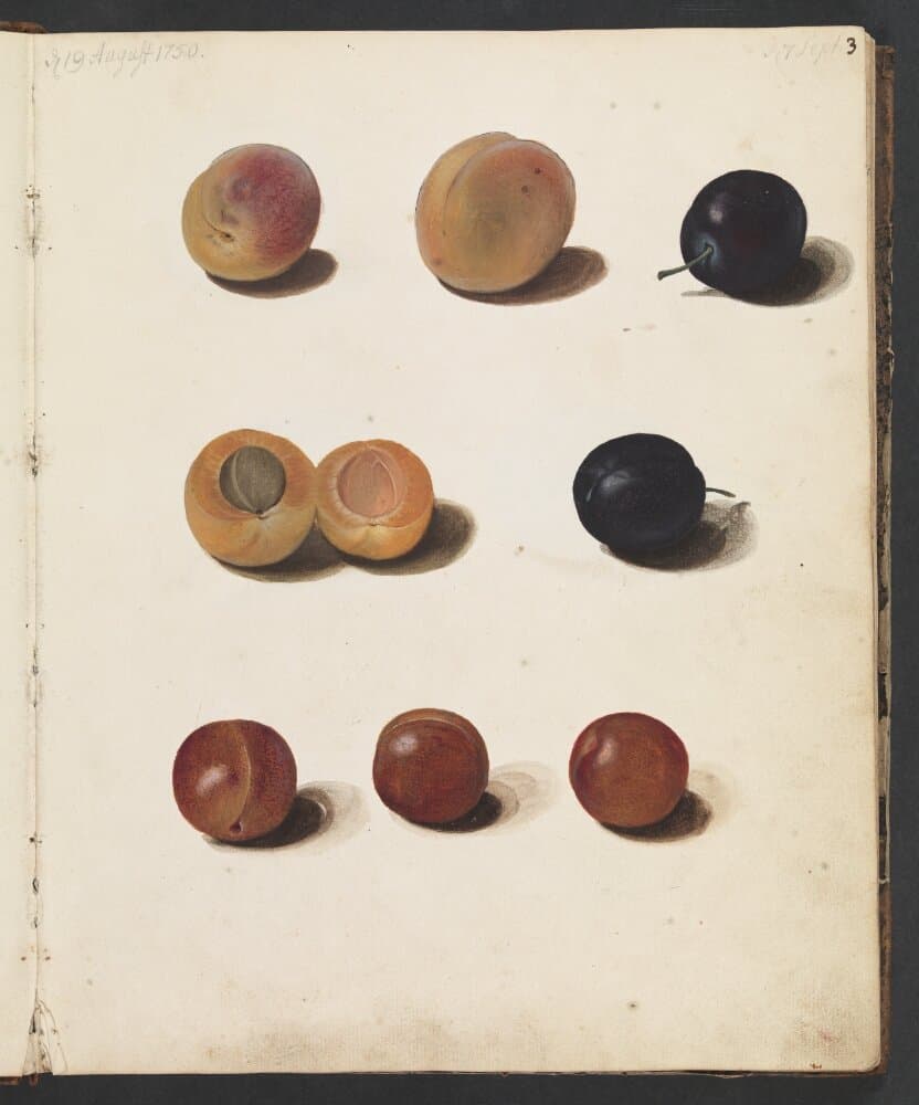 Studier af blommer — Johanna Fosie