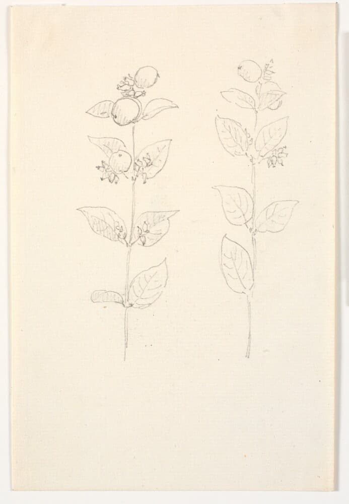 To plantestudier — Christen Købke