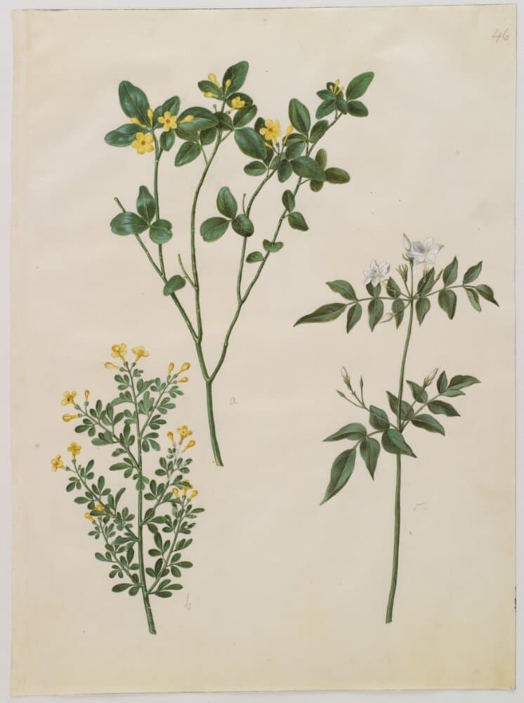 Jasminum odoratissimum (stue-jasmin); Jasminum fruticans (busk-jasmin); Jasminum grandiflorum (duft-jasmin) — Hans Simon Holtzbecker