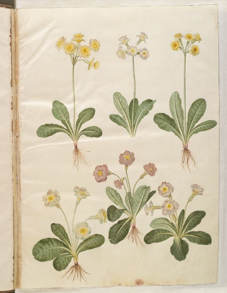 Primula veris (hybrid af hulkravet kodriver); Primula vulgaris (hybrid af storblomstret kodriver) — Hans Simon Holtzbecker