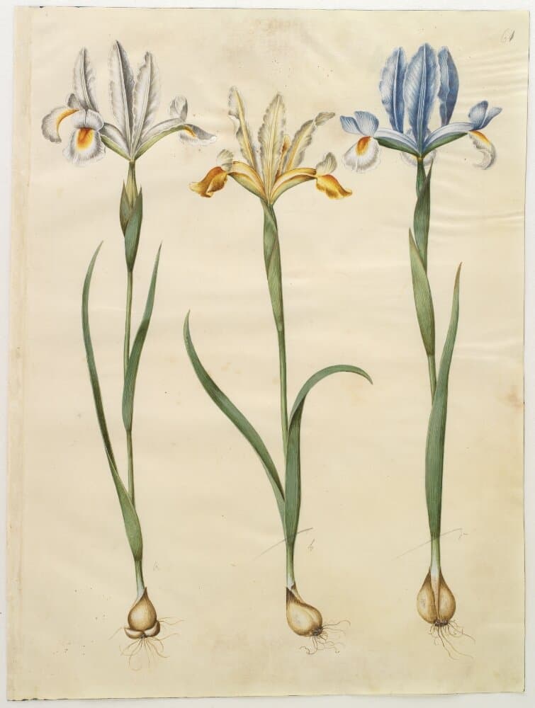 Iris xiphium (spansk iris) eller Iris latifolia (engelsk iris); Iris xiphium (spansk iris) — Hans Simon Holtzbecker