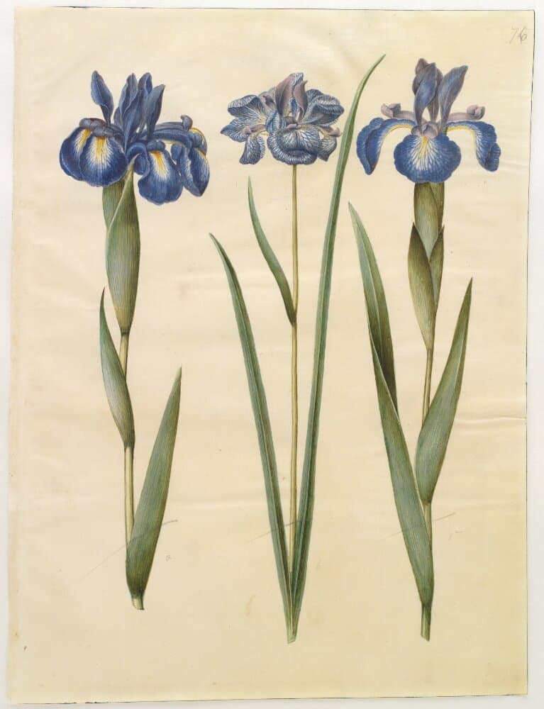 Iris latifolia (engelsk iris); Iris sibirica (sibirisk iris) — Hans Simon Holtzbecker
