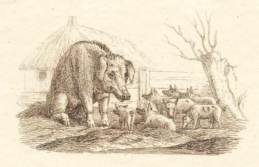 Illustration til "Halvhundrede Fabler for Børn" af Hey — Martinus Rørbye