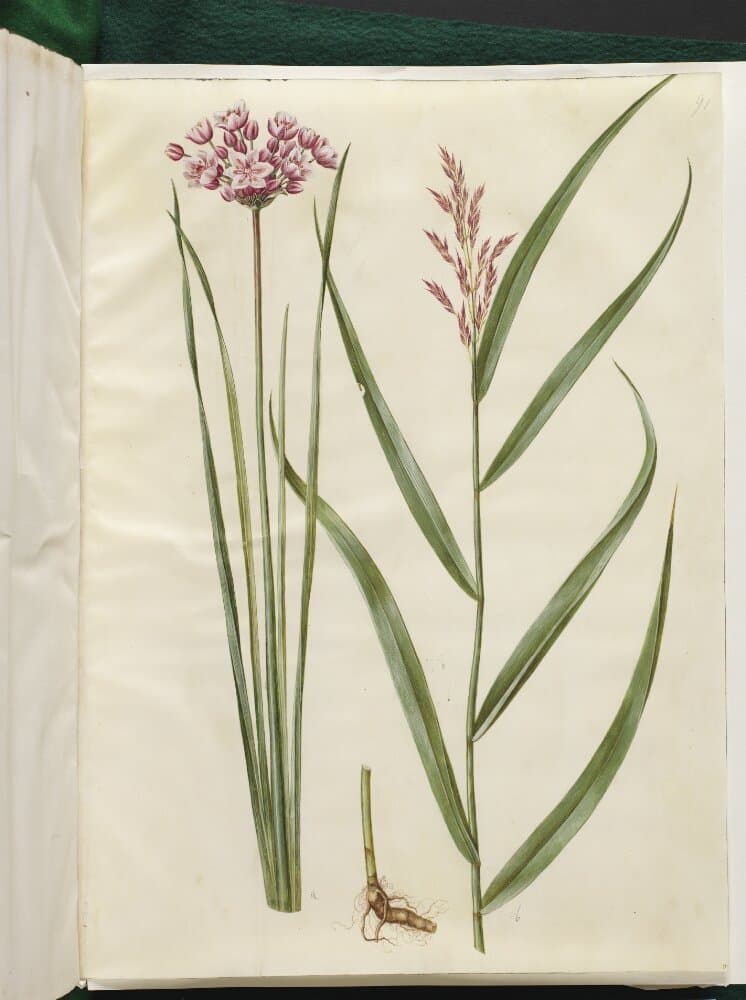 Butomus umbellatus (brudelys); Phragmites australis (almindelig tagrør) — Hans Simon Holtzbecker
