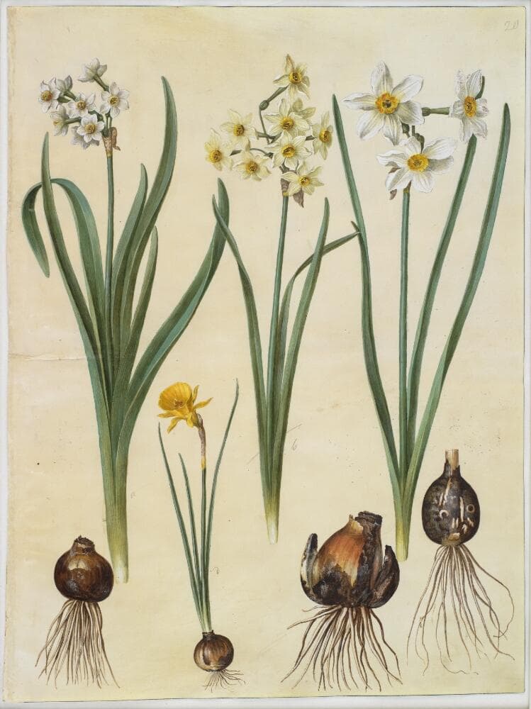 Narcissus tazetta (tazet); Narcissus ×medioluteus (toblomstret narcis); Narcissus bulbocodium (krinoline-narcis) — Hans Simon Holtzbecker