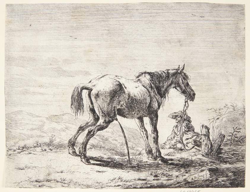 Pissende hest — Dirk Stoop