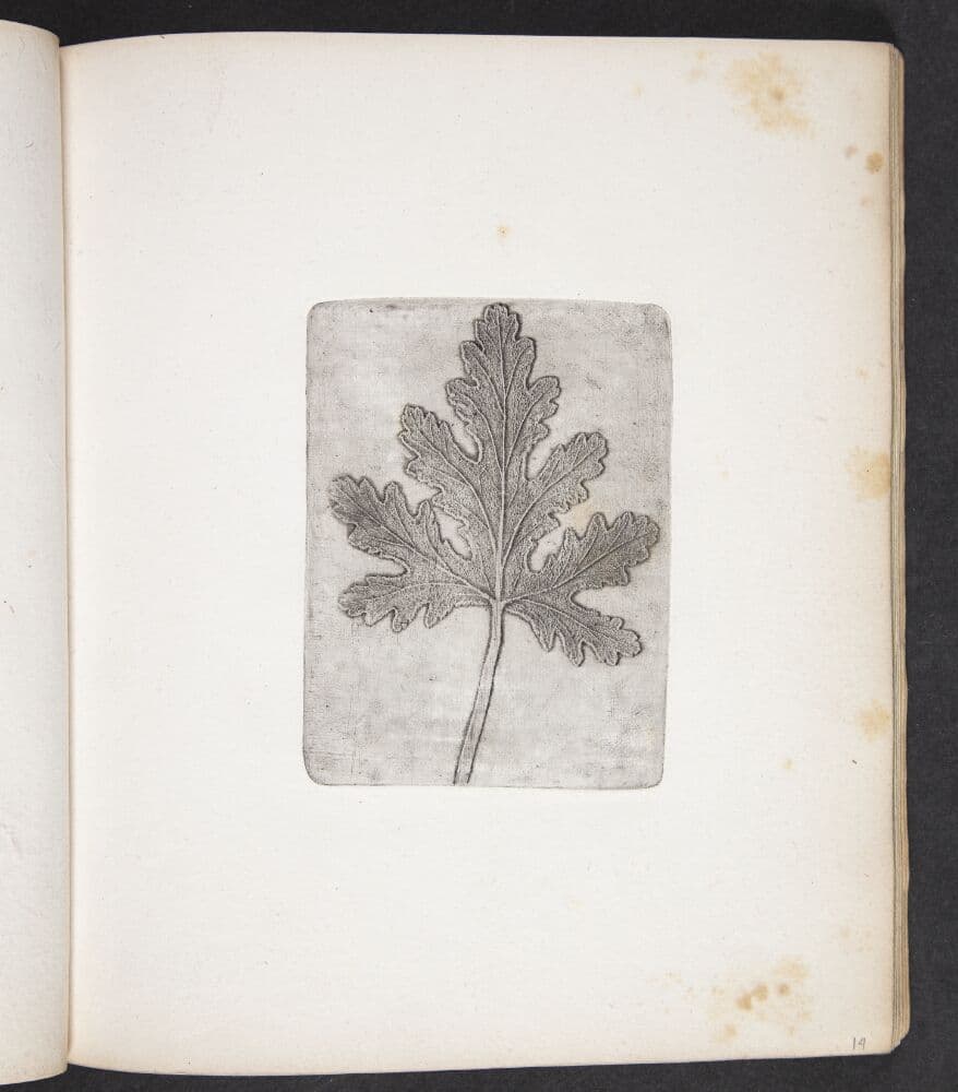 Aftryk af blad — Peter Larsen Kyhl