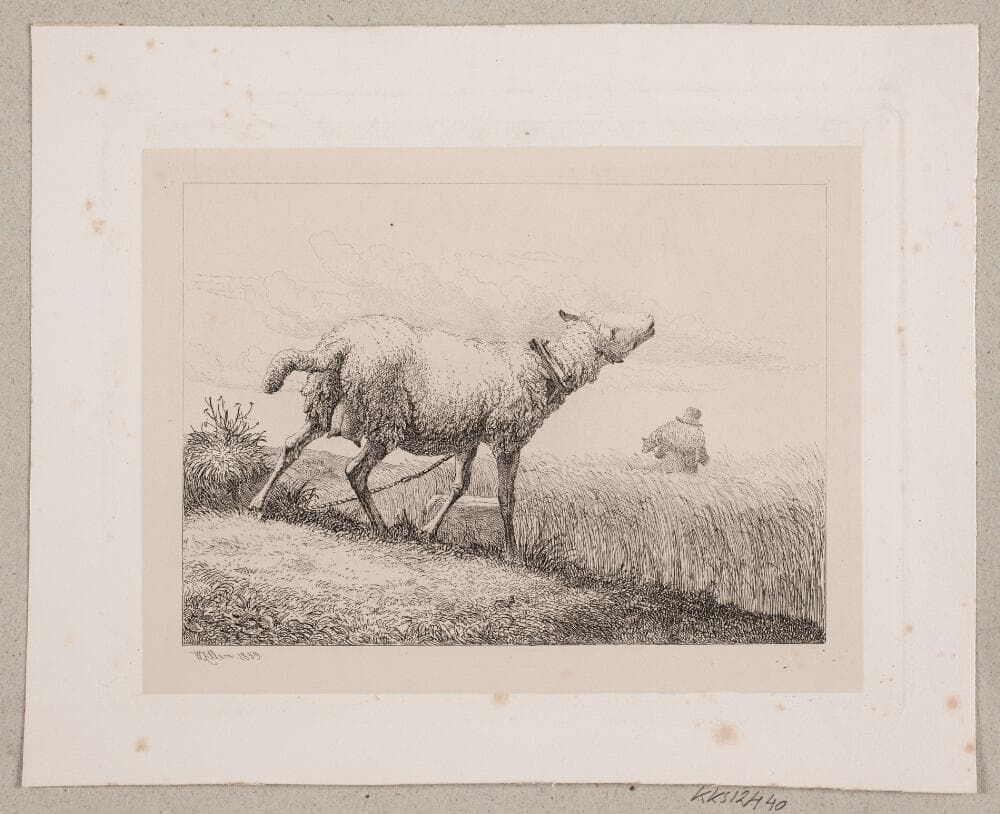 Et brægende får — Johannes Wilhelm Zillen