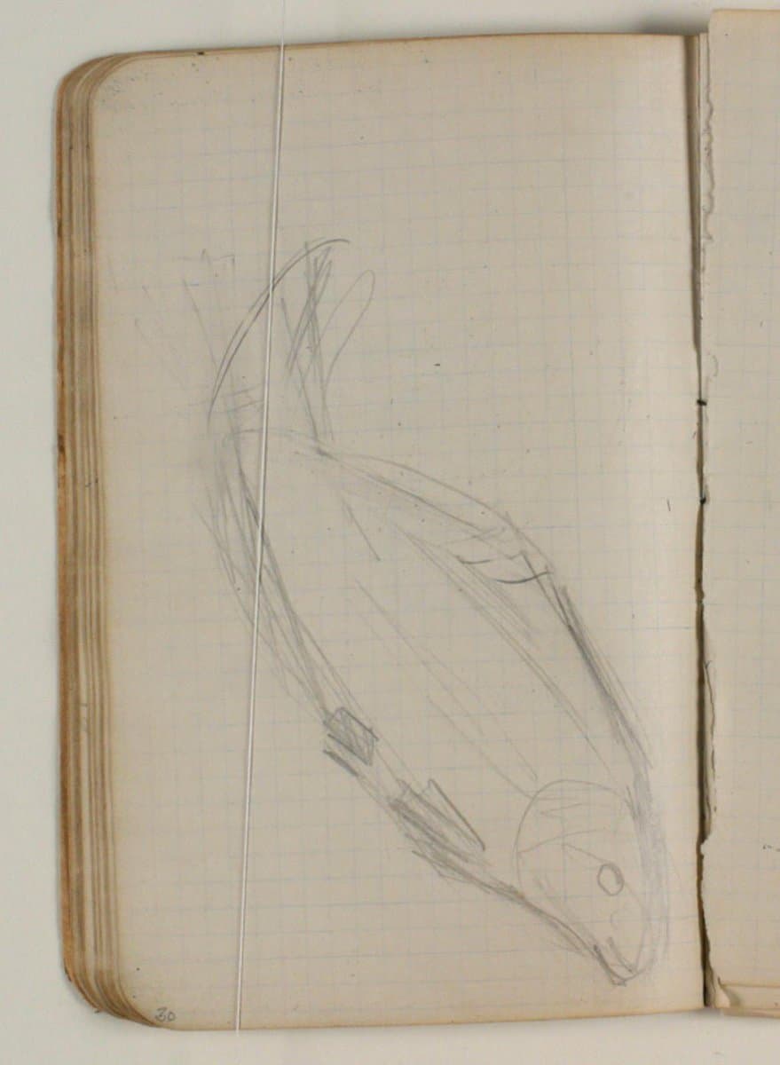 Skitse af fisk — Niels Larsen Stevns