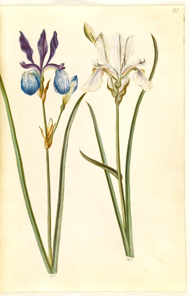 Iris sibirica (sibirisk iris) — Hans Simon Holtzbecker