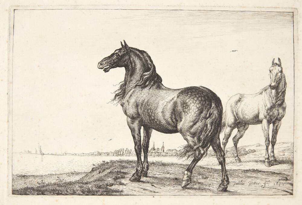 Vrinskende hest — Paulus Potter