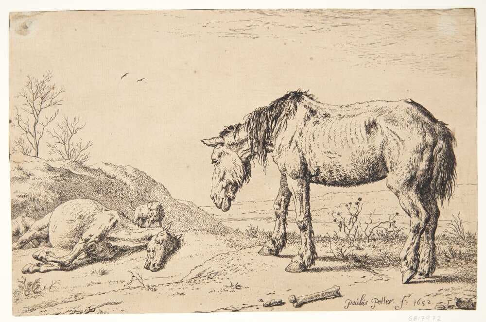 To øg, det ene døende — Paulus Potter