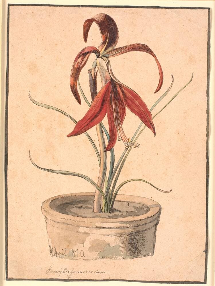 Blomstrende Amaryllis — Johan Thomas Lundbye