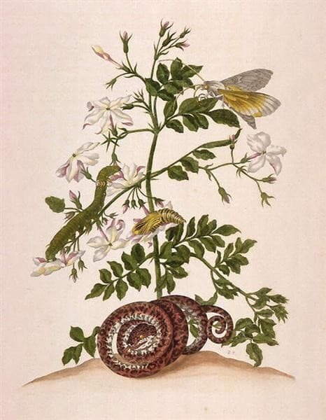 Metamorphosis insectorum Surinamensium (Metamorphosis of the Insects of Suriname), figure 46 — Maria Sibylla Merian
