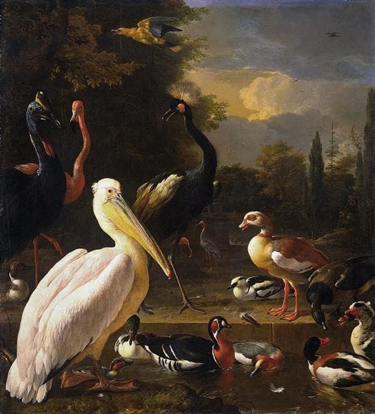 A Pelican and Other Birds Near a Pool (The Floating Feather) — Melchior d'Hondecoeter